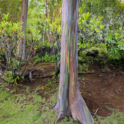 Eukalyptus dúhový - Blahovičník - Eucalyptus deglupta - predaj semien - 10 ks