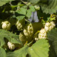 Chmeľ otáčavý - Humulus lupulus - predaj semien - 20 ks