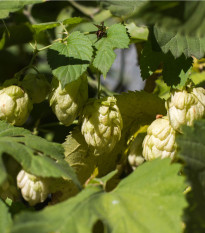 Chmeľ otáčavý - Humulus lupulus - predaj semien - 20 ks