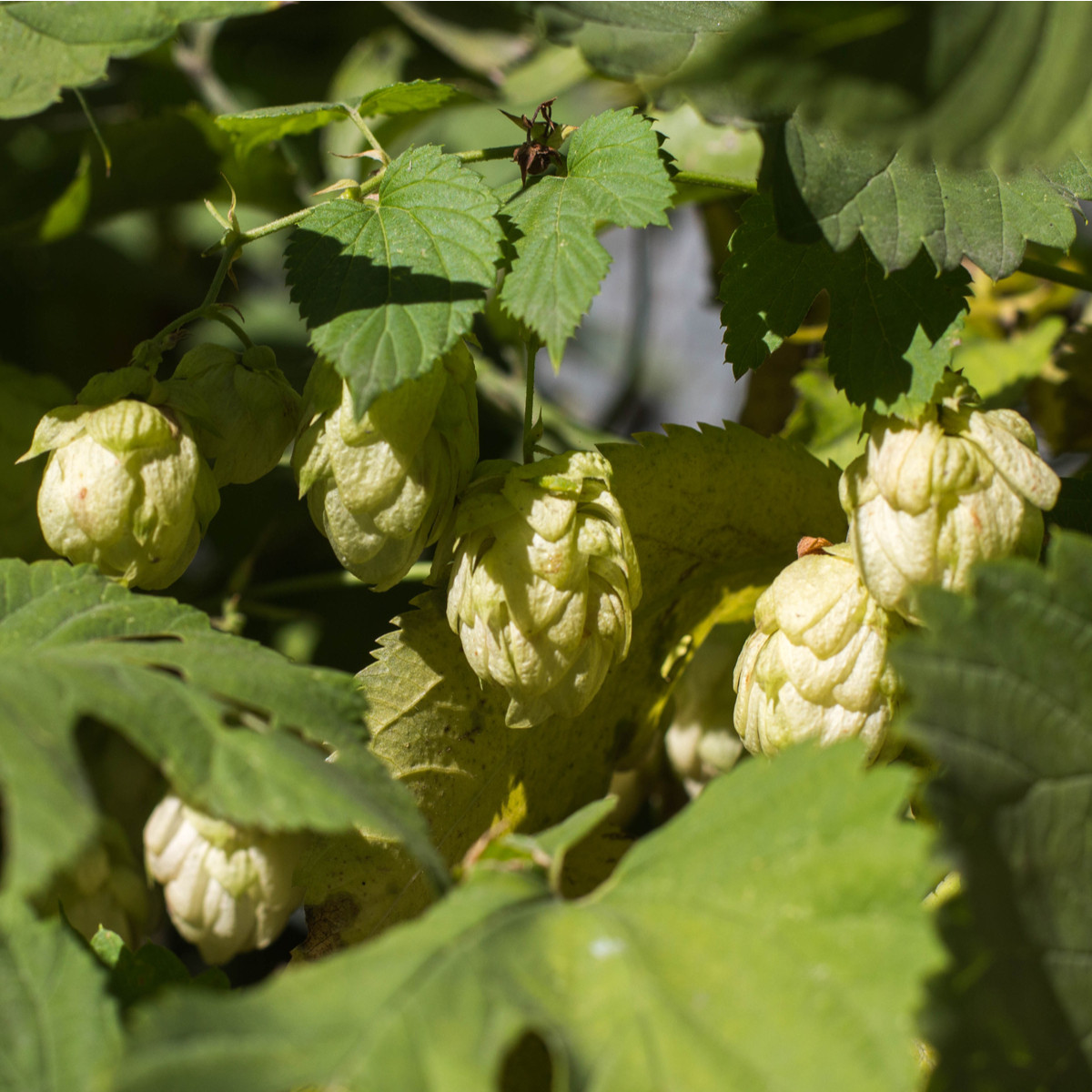 Chmeľ otáčavý - Humulus lupulus - predaj semien - 20 ks