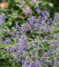 Kocúrik obyčajný - Nepeta cataria - semiačka - 15 ks