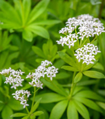 Lipkavec marinkový - Galium odoratum - semiačka - 10 ks