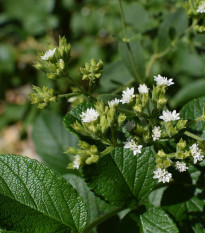 Stévia sladká - Stevia rebaudiana - semienka - 15 ks