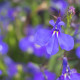 Lobelka nafúknutá - Lobelia inflata - predaj semien - 25 ks