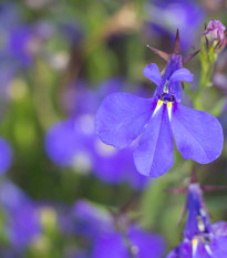 Lobelka nafúknutá - Lobelia inflata - predaj semien - 25 ks
