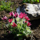 Poniklec obyčajný Rote Glocke - Pulsatilla vulgaris - predaj semien - 10 ks