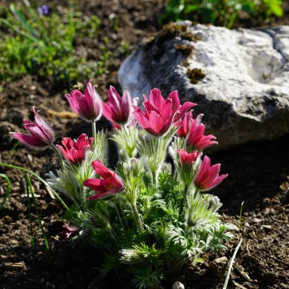Poniklec obyčajný Rote Glocke - Pulsatilla vulgaris - predaj semien - 10 ks