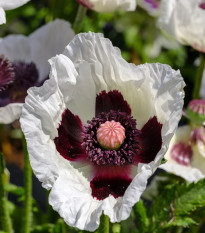 Mak východný Miss Piggy - Papaver orientale - voľnokorenné sadeničky maku - 1 ks