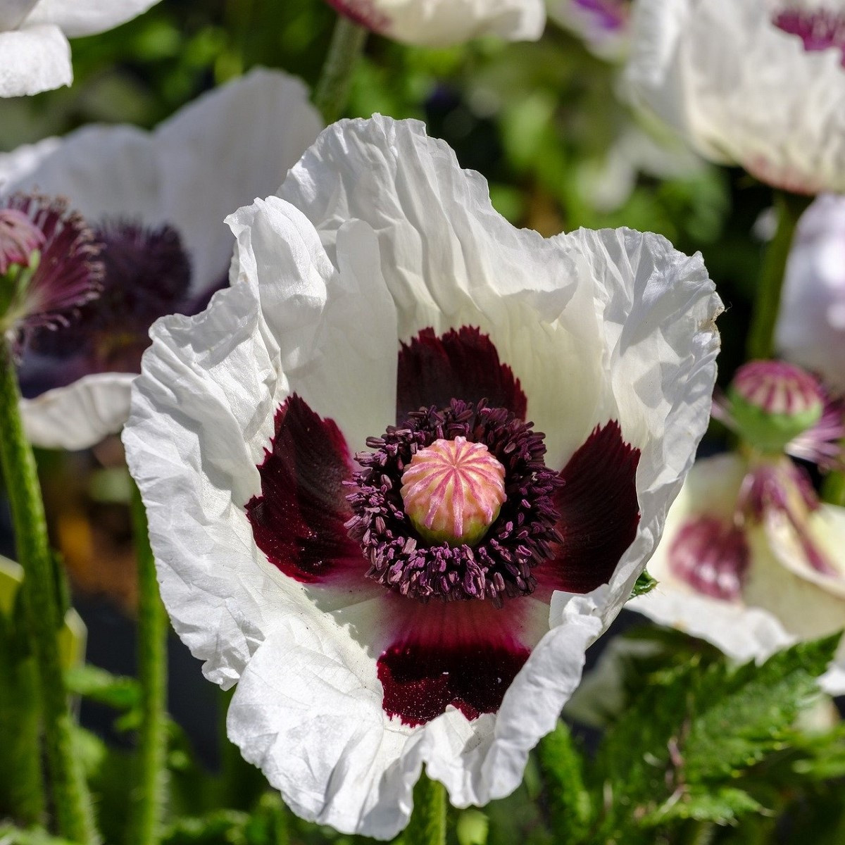 Mak východný Miss Piggy - Papaver orientale - voľnokorenné sadeničky maku - 1 ks