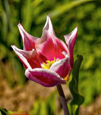 Tulipán Claudia - Tulipa - predaj cibuľovín - 3 ks