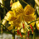 Ľalia Martagon Guinea Gold - Lilium martagon - predaj cibuľovín - 1 ks