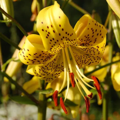 Ľalia Martagon Guinea Gold - Lilium martagon - predaj cibuľovín - 1 ks