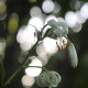Ľalia zlatohlavá biela - Lilium martagon album - predaj cibuľovín - 1 ks