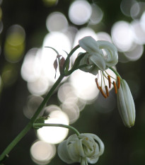 Ľalia zlatohlavá biela - Lilium martagon album - predaj cibuľovín - 1 ks