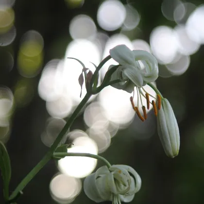 Ľalia zlatohlavá biela - Lilium martagon album - predaj cibuľovín - 1 ks