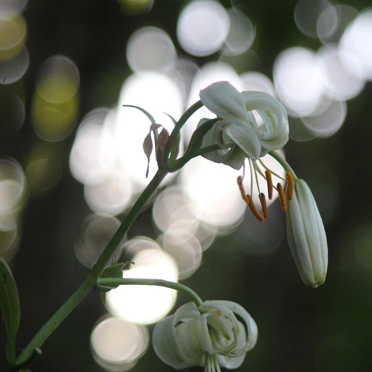 Ľalia zlatohlavá biela - Lilium martagon album - predaj cibuľovín - 1 ks
