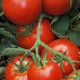 Paradajka Legenda - Solanum lycopersicum - Semená rajčiaka - 6 ks