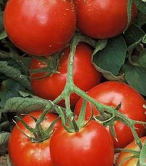 Paradajka Legenda - Solanum lycopersicum - Semená rajčiaka - 6 ks