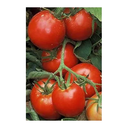 Paradajka Legenda - Solanum lycopersicum - Semená rajčiaka - 6 ks