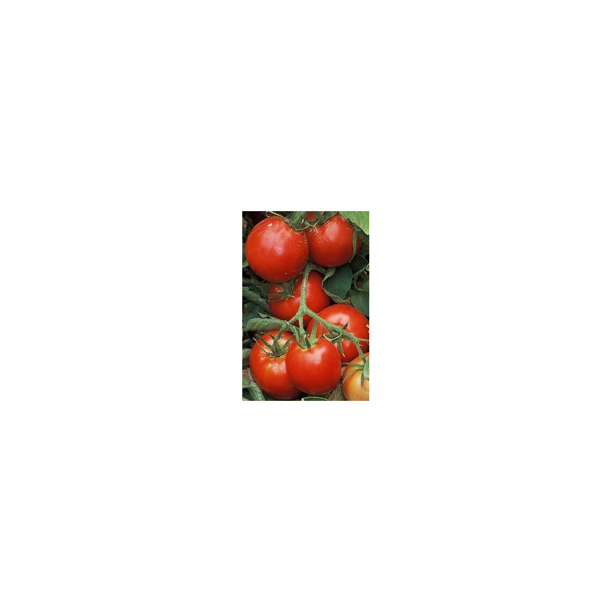 Paradajka Legenda - Solanum lycopersicum - Semená rajčiaka - 6 ks