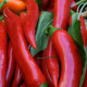 Kajenské korenie - Cayenne peper - Semená - 8 ks