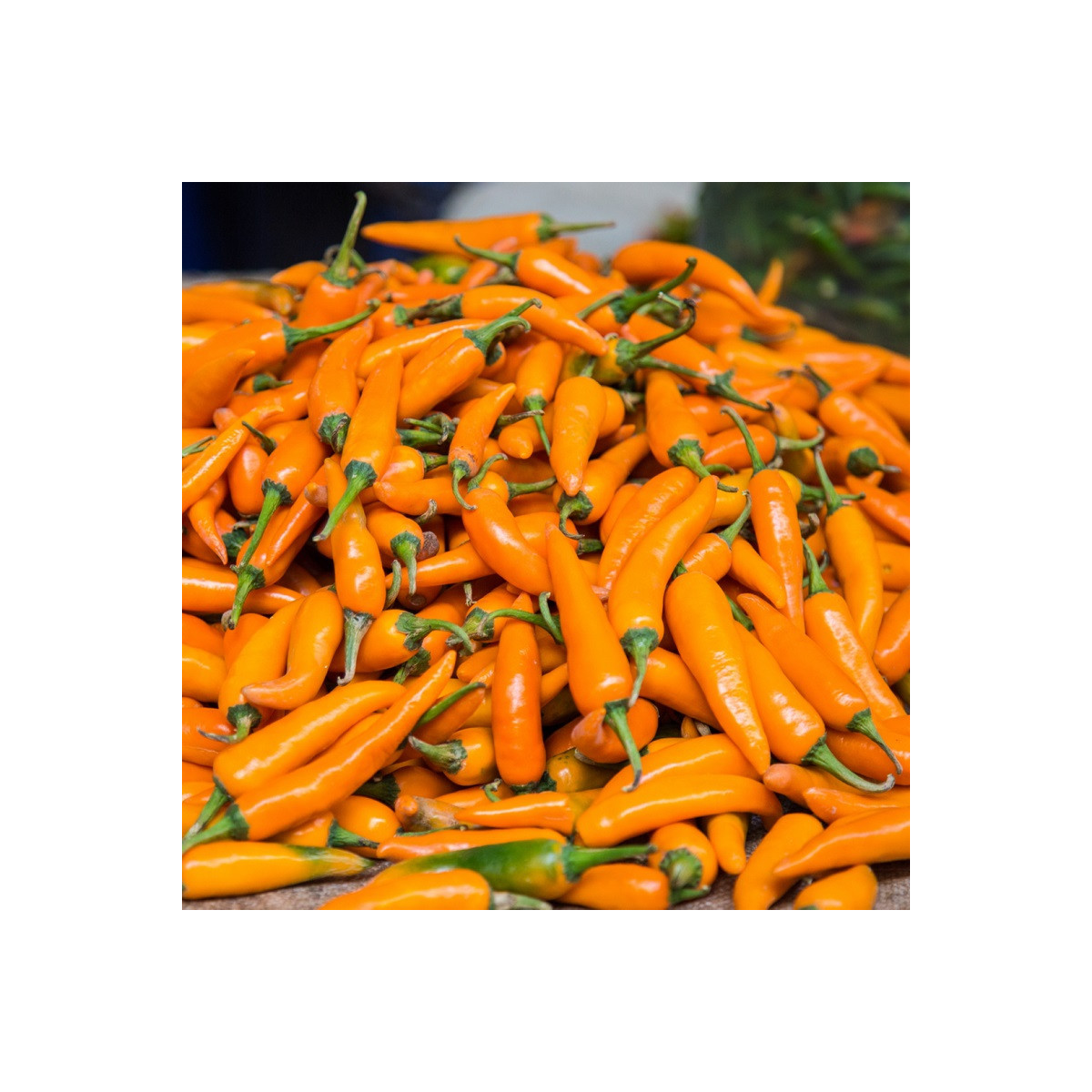Chilli Bulharská mrkva - Capsicum annuum - predaj semien - 6 ks