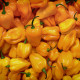 Chilli Trinidad Scorpion Moruga žlté - Capsicum chinense - predaj semien - 5 ks