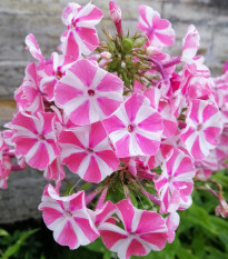 Plamienka Peppermint Twist - Phlox - voľnokorenné sadenice plamienok - 1 ks