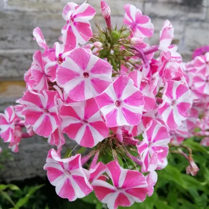 Plamienka Peppermint Twist - Phlox - voľnokorenné sadenice plamienok - 1 ks
