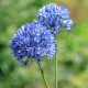 Cesnak azúrový - Allium caeruleum - predaj cibuľovín - 3 ks