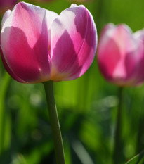 Tulipán Ollioules - Tulipa - predaj cibuľovín - 3 ks