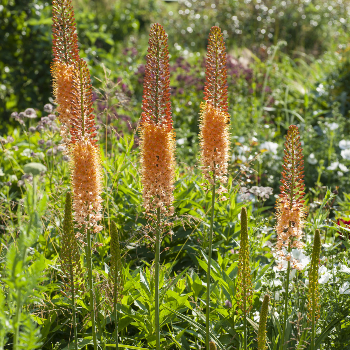 Fakľa úzkolistá Pinokkio - Eremurus - predaj cibuľovín - 1 ks
