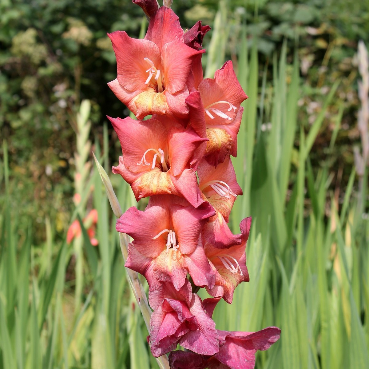 Gladiola Indian Summer - Gladiolus - predaj cibuľovín - 3 ks