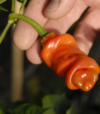 Chilli Peter oranžové - Capsicum chinense - predaj semien - 5 ks
