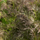 Rukola Agano - Eruca selvatica - Brassica juncea - 150 ks
