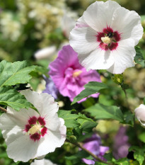 Ibištek sýrsky Rose of Sharon - Hibiscus syriacus - predaj semien - 12 ks