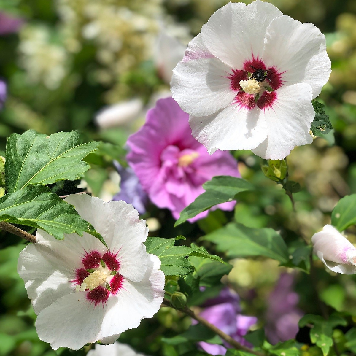 Ibištek sýrsky Rose of Sharon - Hibiscus syriacus - predaj semien - 12 ks