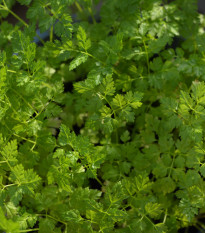Trebuľka siata Massa - Anthriscus cerefolium - semiačka - 0,8 g