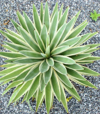 Agáve kalifornské - Agave deserti - semiačka - 18 ks