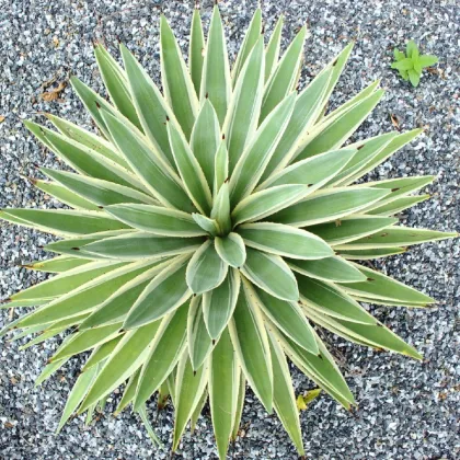 Agáve kalifornské - Agave deserti - semiačka - 18 ks