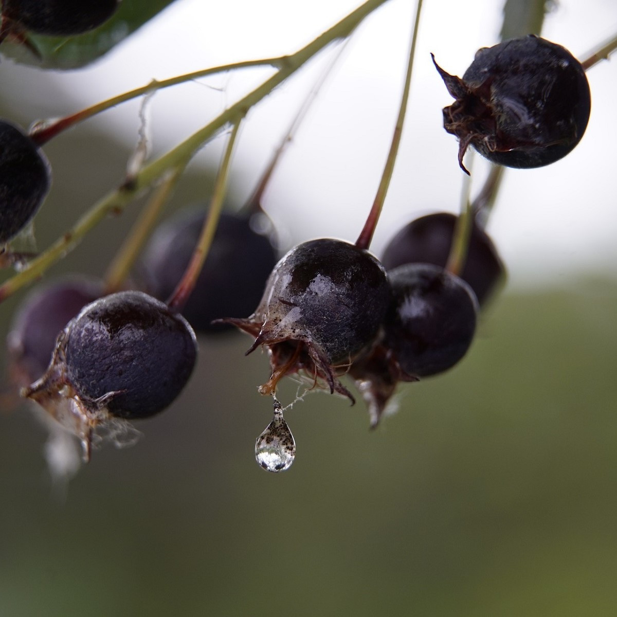 Muchovník kanadský - Amelanchier canadensis - predaj semien - 10 ks