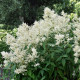 Astilba arendsii biela - Astilbe arendsii - predaj semien - 8 ks