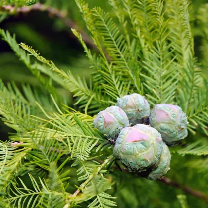 Tisovec dvojradový - Taxodium distichum - semiačka - 5 ks