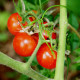 Paradajka kolíková Matina - Solanum lycopersicum - Semená rajčiaka - 20 ks
