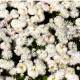 Sedmokráska stredne plnokvetá biela - Bellis perennis - predaj semien - 0,1 g
