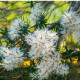 Čajovníkový strom Kajeput - Melaleuca acuminata - predaj semien - 50 ks