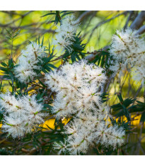 Čajovníkový strom Kajeput - Melaleuca acuminata - predaj semien - 50 ks