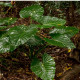 Alokázia - Alocasia cucullata - predaj semien alokázie - 4 ks
