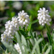 Modrica biela - Muscari aucheri - predaj cibuľovín - 4 ks