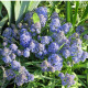 Modrica Blue Spike - Muscari aucheri - predaj cibuľovín - 5 ks
